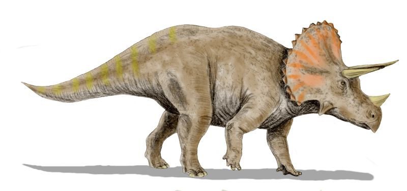 Top 10 Herbivorous Dinosaurs : 1 - My Favourite Dinosaur, Triceratops |  Dinosaur Home