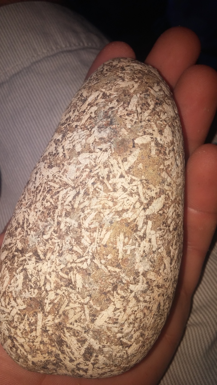Does This Rock Have Fossils Inside? I Picked Up This Rock ...