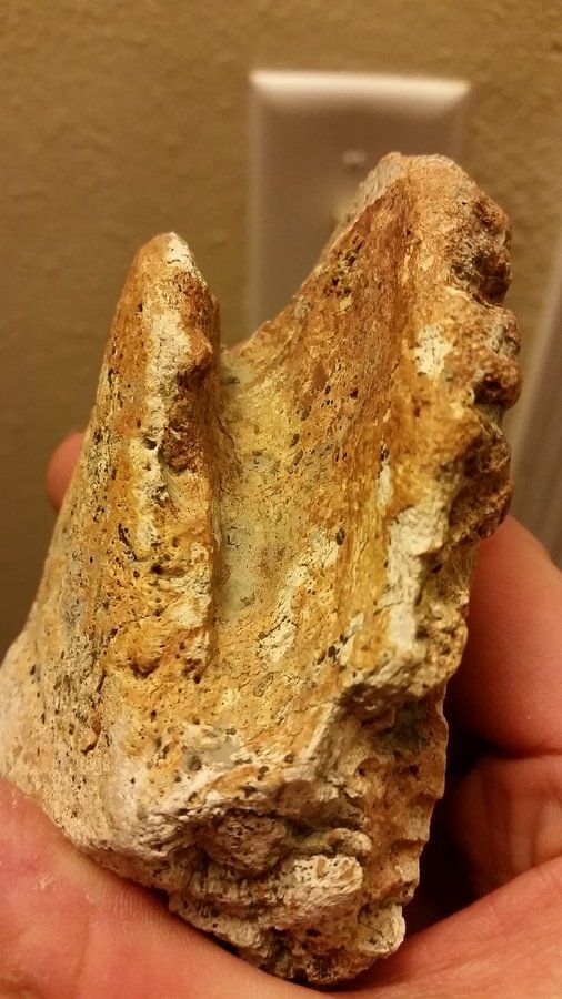 Fossil Bone Identification. | Dinosaur Home