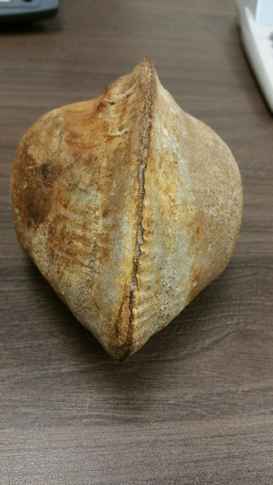 FOSSILIZED CLAM SHELL? | Dinosaur Home