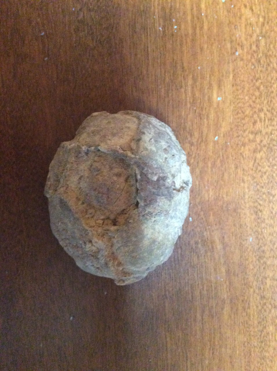 Found A Fossilized Dinosaur Egg I Think :) | Dinosaur Home