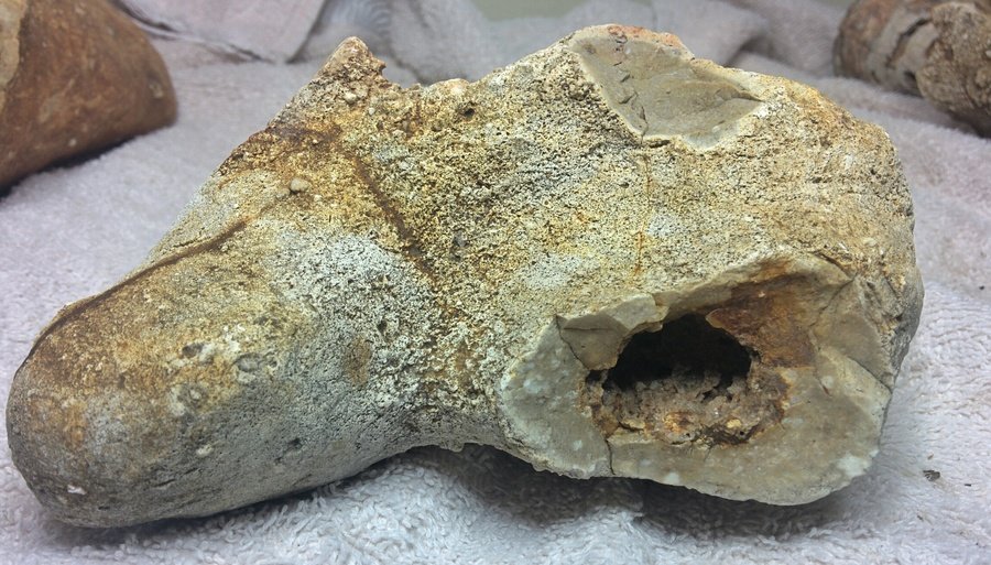 Can You Help Me Identify If This Is Bone And If It's Possible A Fossil? I  R... | Dinosaur Home