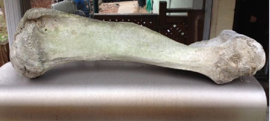Can Someone Help Identify This Bone That Is 3 Feet Long Or So