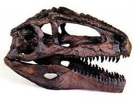 Giganotosaurus Vs T Rex: Comparison Of Size, Speed And Intelligence