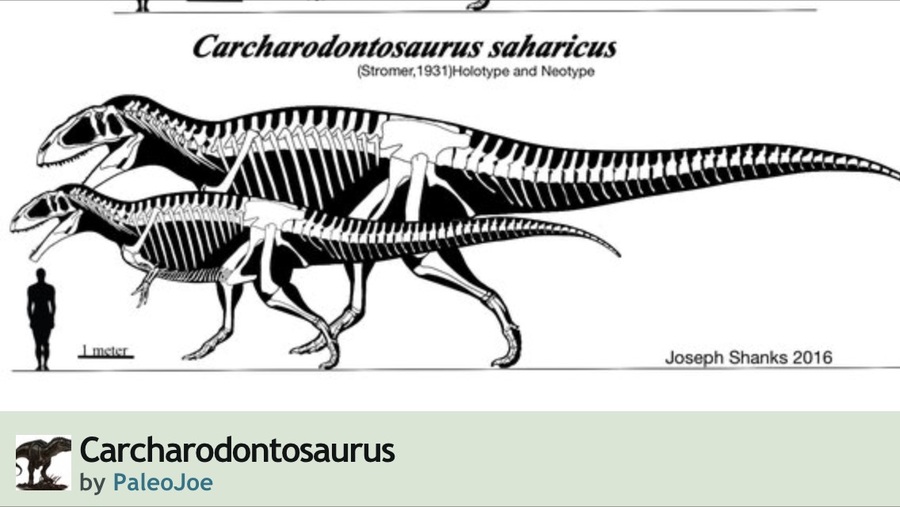 Could There Be An Bigger Carnivore Than Giganotosaurus? | Dinosaur Home - Giganotosaurus Vs T Rex Size