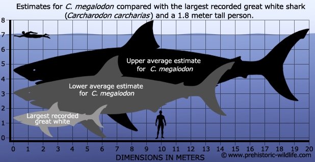 Uitvoerbaar Goedaardig Onbevreesd Why Is Meg's Mass So HUGE? | Dinosaur Home