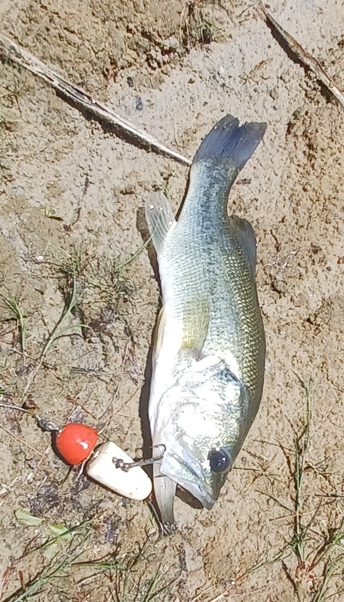 Bass Fishing With Antique Lures