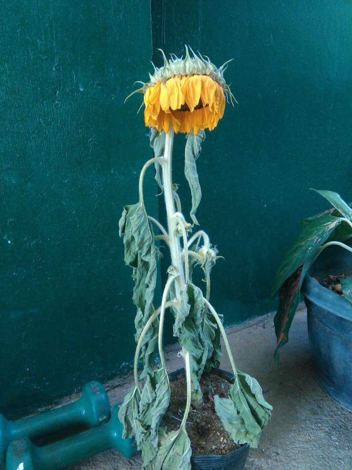 Pls Help Me With This My Sunflower Is Dying Already I Don T Know If You C Flowers Forums,Studio Apartment Small Apartment Decorating Ideas On A Budget