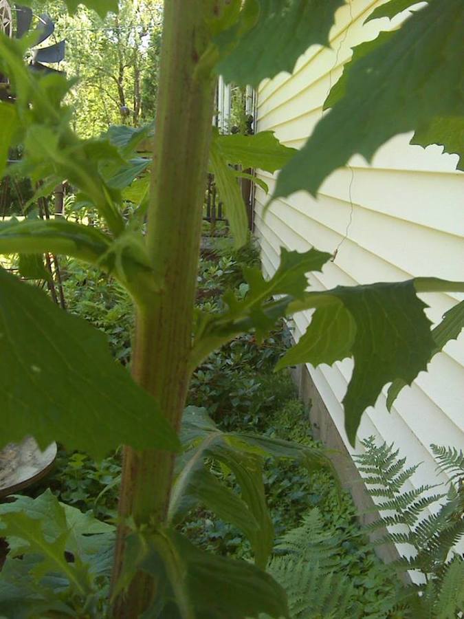 Strange Super Tall Weed | Flowers Forums