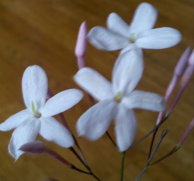 White, Five-petal, Sweet-smelling Flower? | Flowers Forums