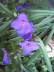 Purple | Flowers Forums