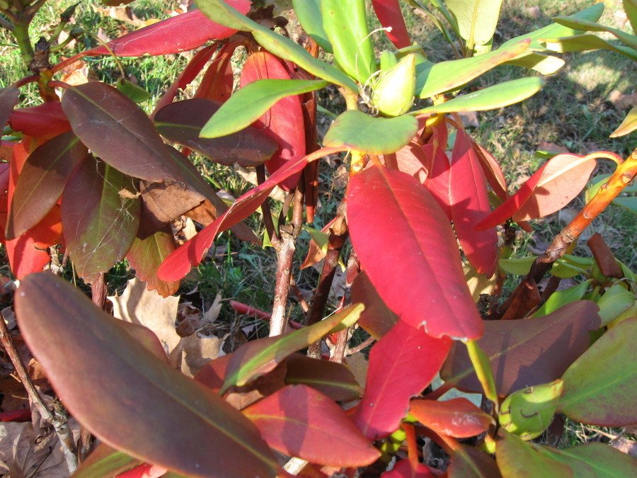 Capistrano Rhododendron Has Had A Lot Bright Red Leaves For A... | Flowers Forums