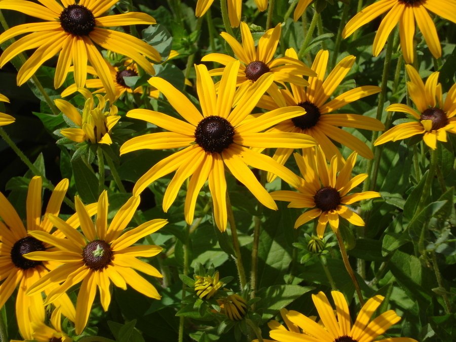 Are These 3 Flowers All Black-Eyed Susans? Can Anyone Advise? | Flowers