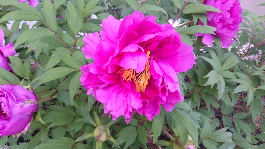 Peonies Seeds , How-to ? | Flowers Forums