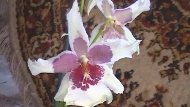 Orchid | Flowers Forums