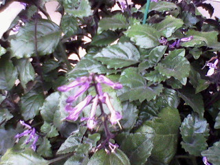 Purple Flower With Dark Green Leaves Flowers Forums