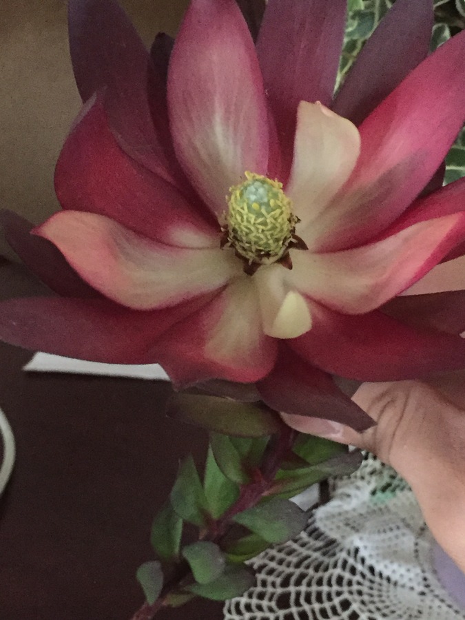 Flower That Looks Like A Lotus. Flowers Forums