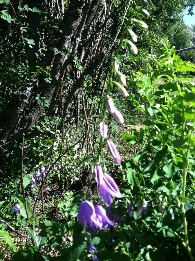 Strange Purple Bell Shaped Flower | Flowers Forums