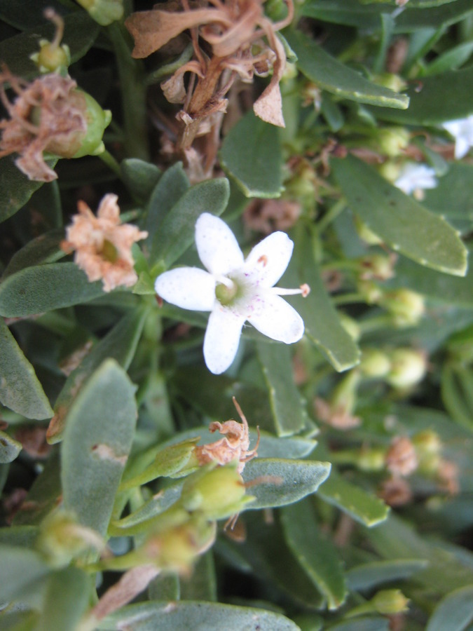 Small White Northern California Flower | Flowers Forums
