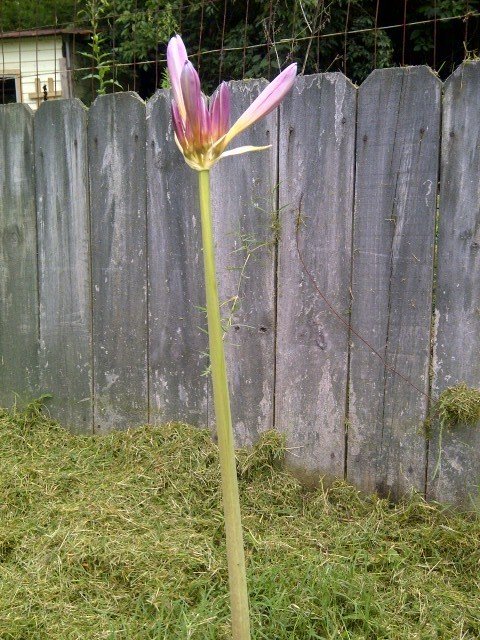 I Have A Pink Flower On A Stem With No Leaves! It Just Popped Up After