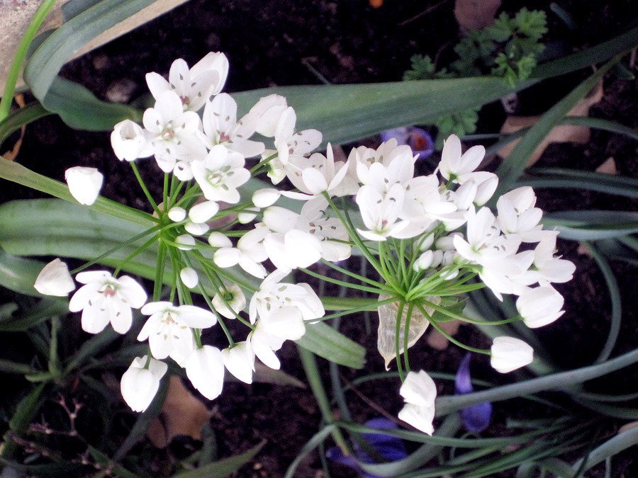 White Cluster Of Flowers On A Single Long Stem, 12-18 Inches