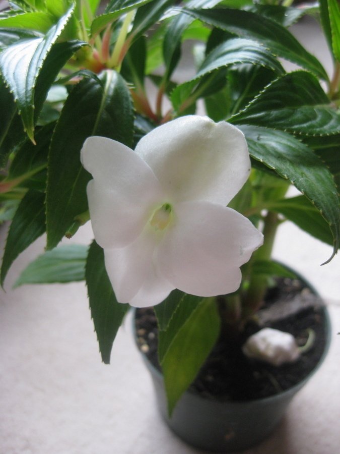 White Flower, Spiky Leaves | Flowers Forums
