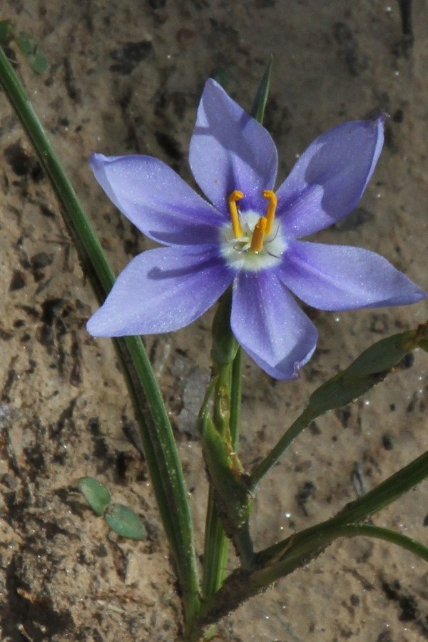 Can't Find This Purple/blue Six-petal In My Book | Flowers Forums