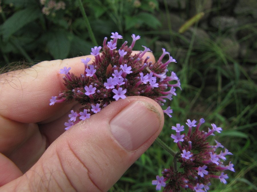  Purple  Tiny  Flower  Flowers  Forums