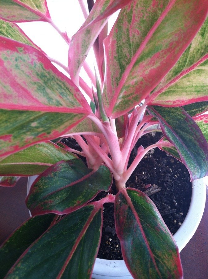 I Have A Plant With Pinkiest Stems And The Leaves Are