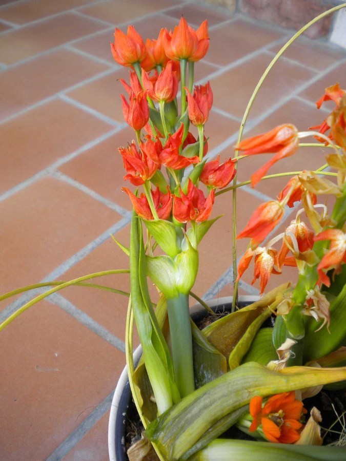 Which Plant Is It ? Orange Blossoms, Long Stalk. | Flowers Forums