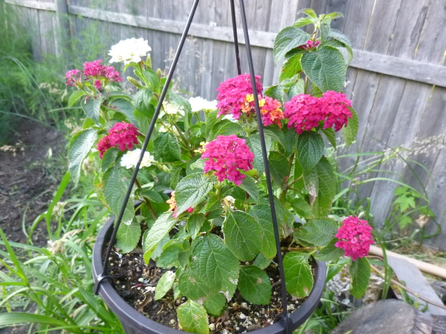 Can You Identify This Flowering Plant - Small Clusters Of Blooms