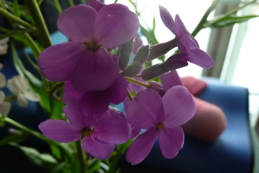 Small Purple 4-petal Flowers I've Seen Wild And In Yards | Flowers Forums