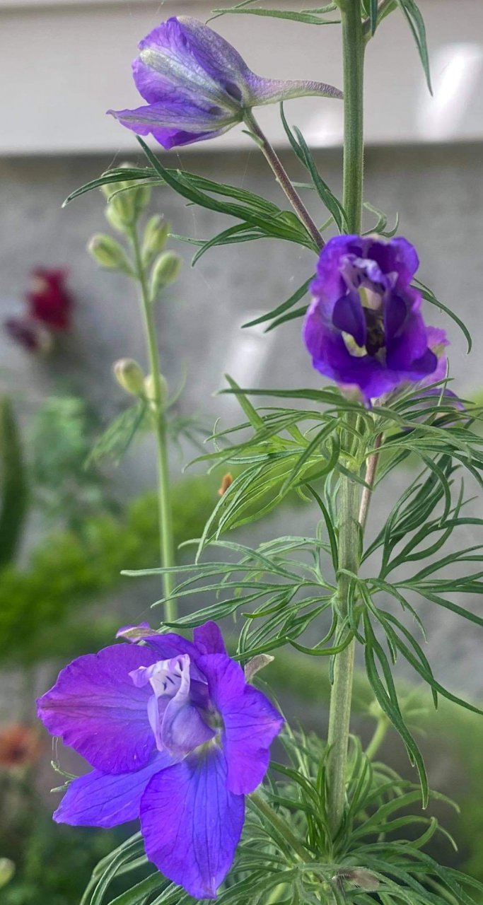Tall Purple Flower With Long Thin Leaves | Flowers Forums