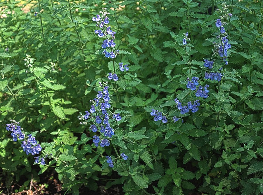 Woodsy Plant With Small Bell Shaped Purple Flowers | Flowers Forums