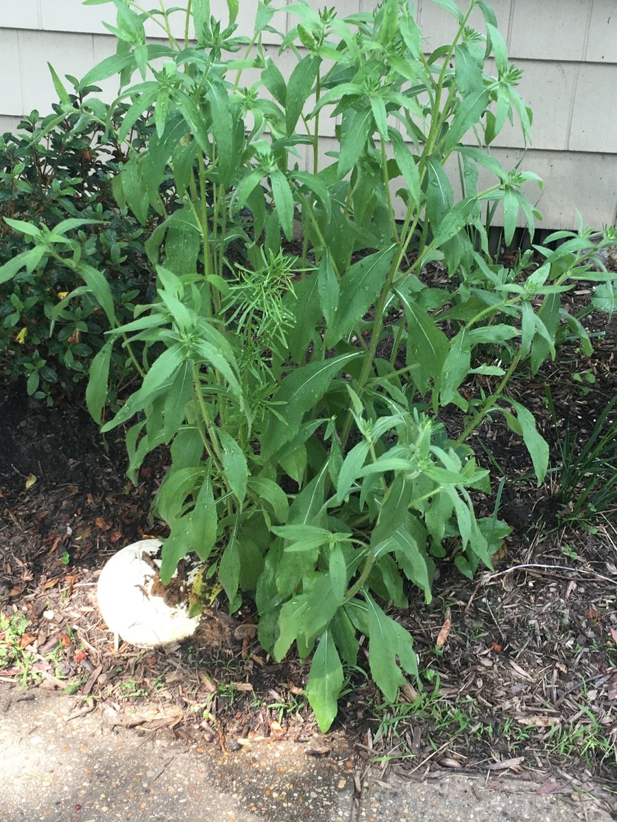 Tall Plant With Fuzzy Leaves About To Flower Flowers Forums