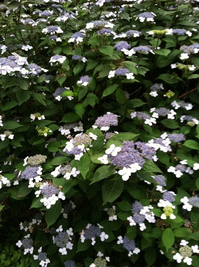 Very Nice Blue Flowering Bush.. What Is It Though?? | Flowers Forums