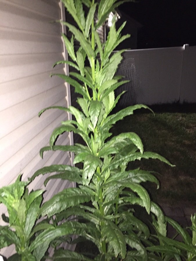 9 Foot Tall Weed Bush Jagged Leaves | Flowers Forums