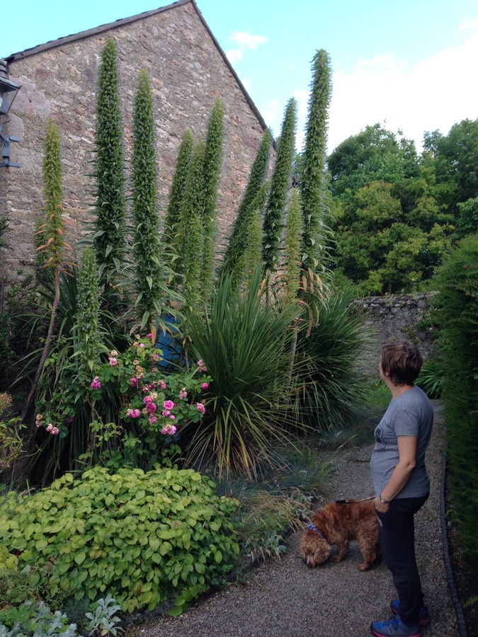 10ft Tall Plant Covered In Small Blue Flowers In July | Flowers Forums