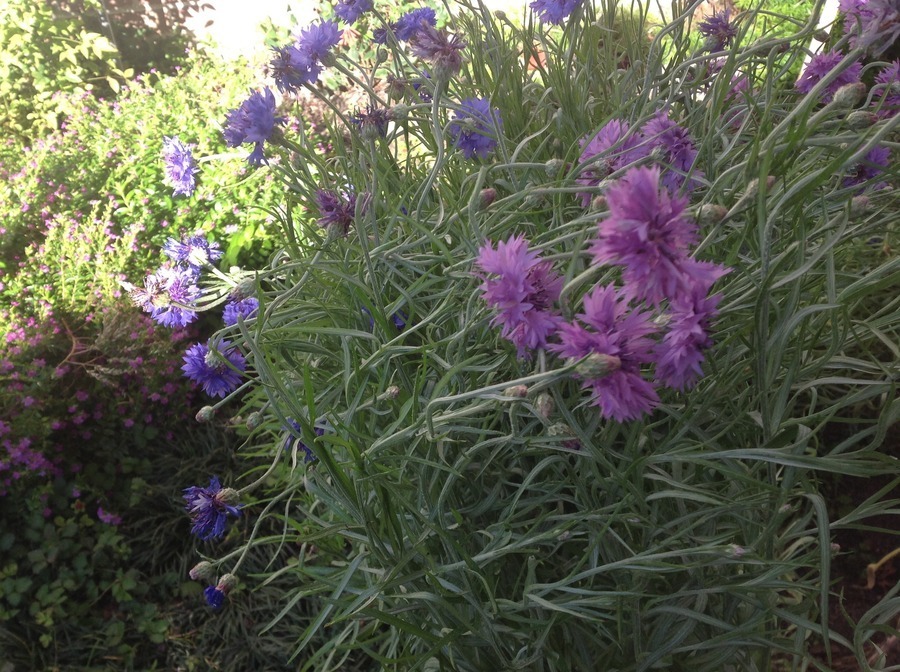 We Are Growing These Wildflowers In Our Backyard In ...