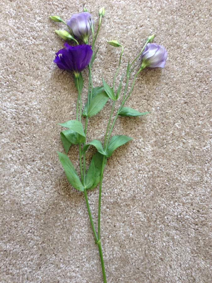 Can Someone Please Help Identify This Flower? Several ...