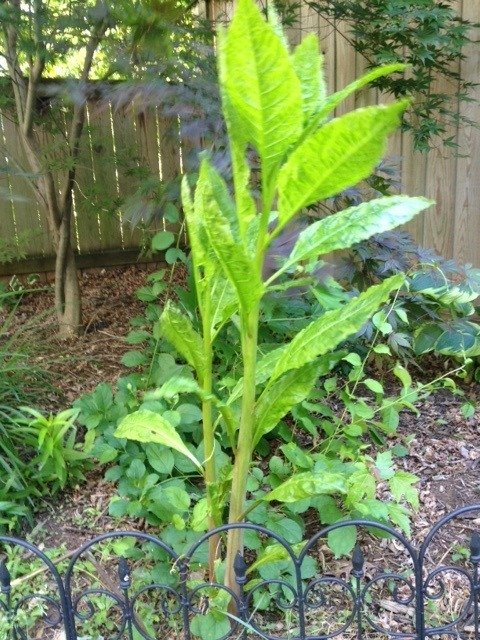 Thick Reddish Green Stem, No Flowers Or Berries. Shiny Smooth