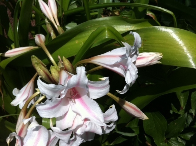 Light Pink Lily-like Flowers With Long Waxy Leaves | Flowers Forums