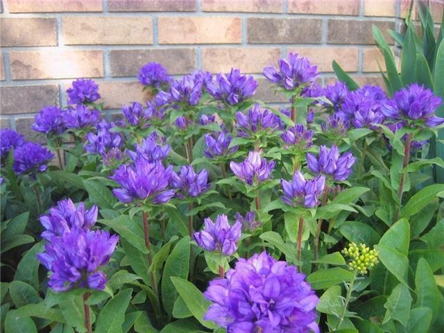 perennials with small purple flowers