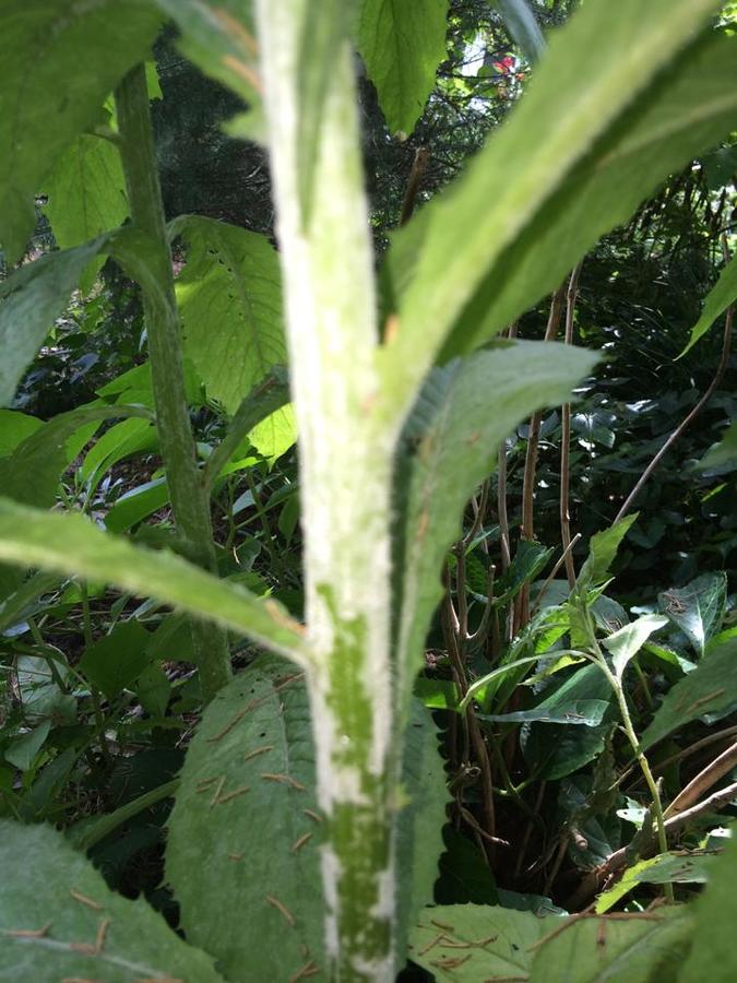 Tall Weed, Thick Stem, In MD, Buds Only At The Top | Flowers Forums