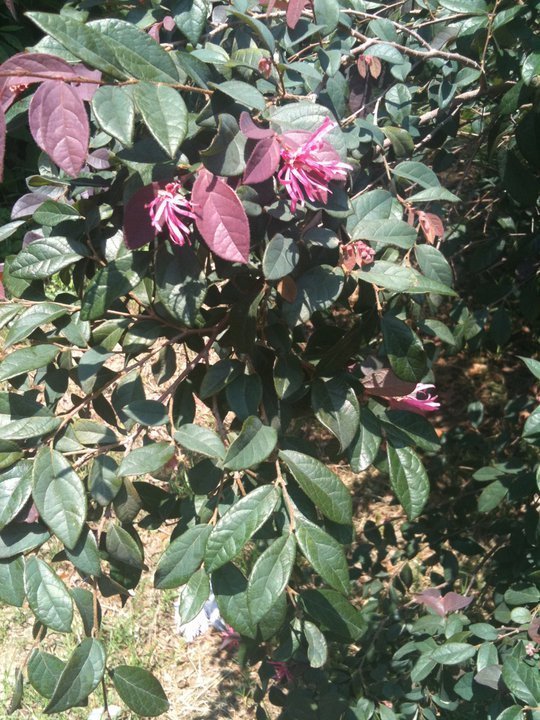 Shrub/tree With Green Leaves Year Round, Red Leaves Tiped