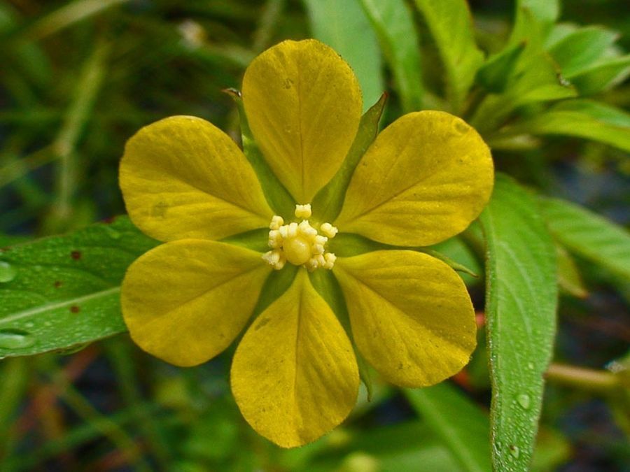 Yellow 6 Petal Flower | Flowers Forums