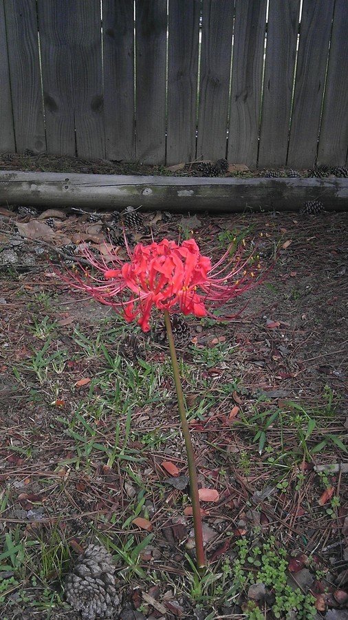 Red Flower, Long Stem, Spindly Petals, No Leaves Flowers