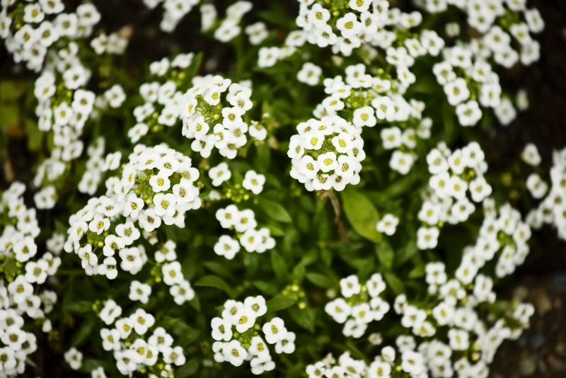 Small White Flower | Flowers Forums
