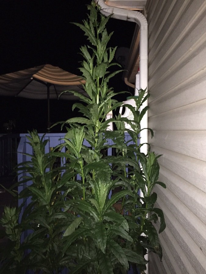 9 Foot Tall Weed Bush Jagged Leaves | Flowers Forums