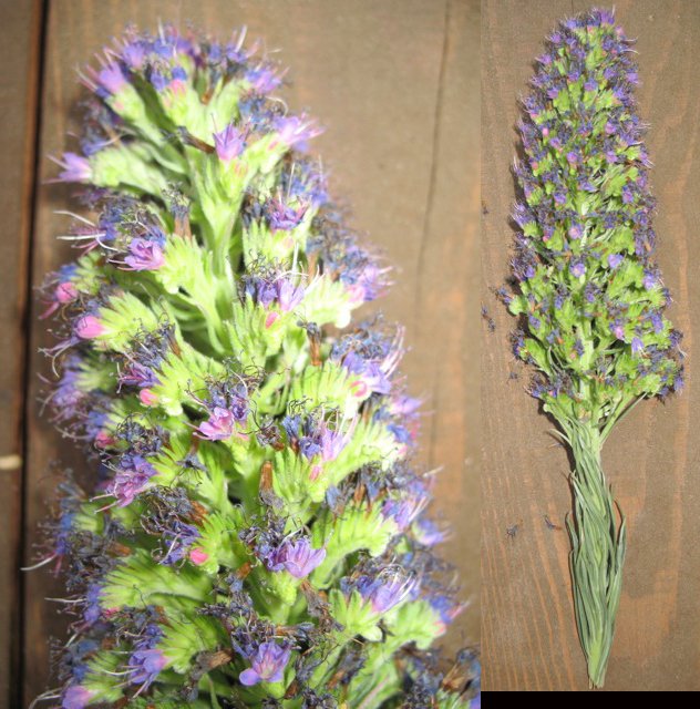 Help With Purple Flower Stalk Flowers Forums
